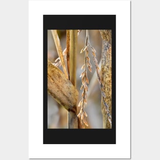 Corn Stalk details Posters and Art